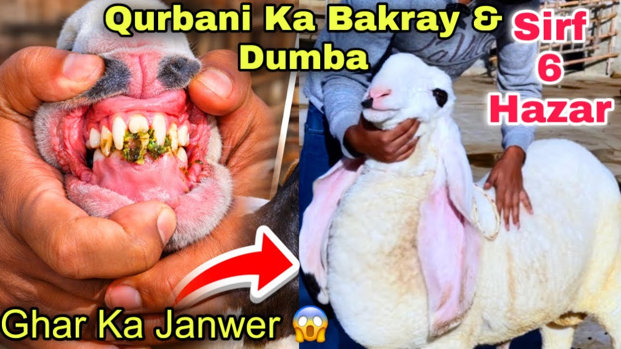 Sirf 6 Hazar 🚨 Ghar Ka Bakray & Heavy Dumba For Qurbani 2026🍀| Sasti Bakra Mandi ❤️