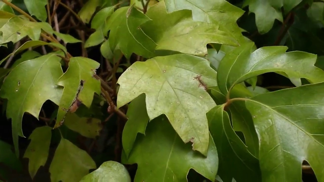 Cissus rhombifolia 