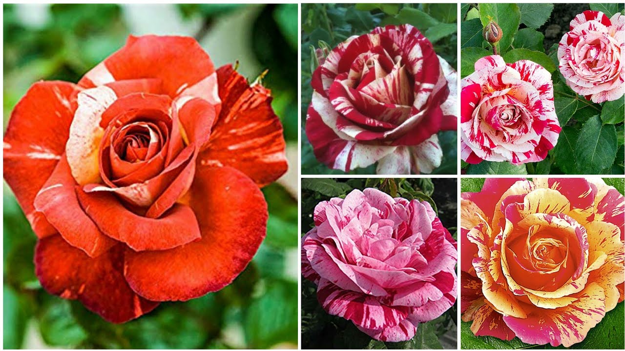 67 - STRIPED ROSES Around the world || Most Famous Varieties || Floral Gardening