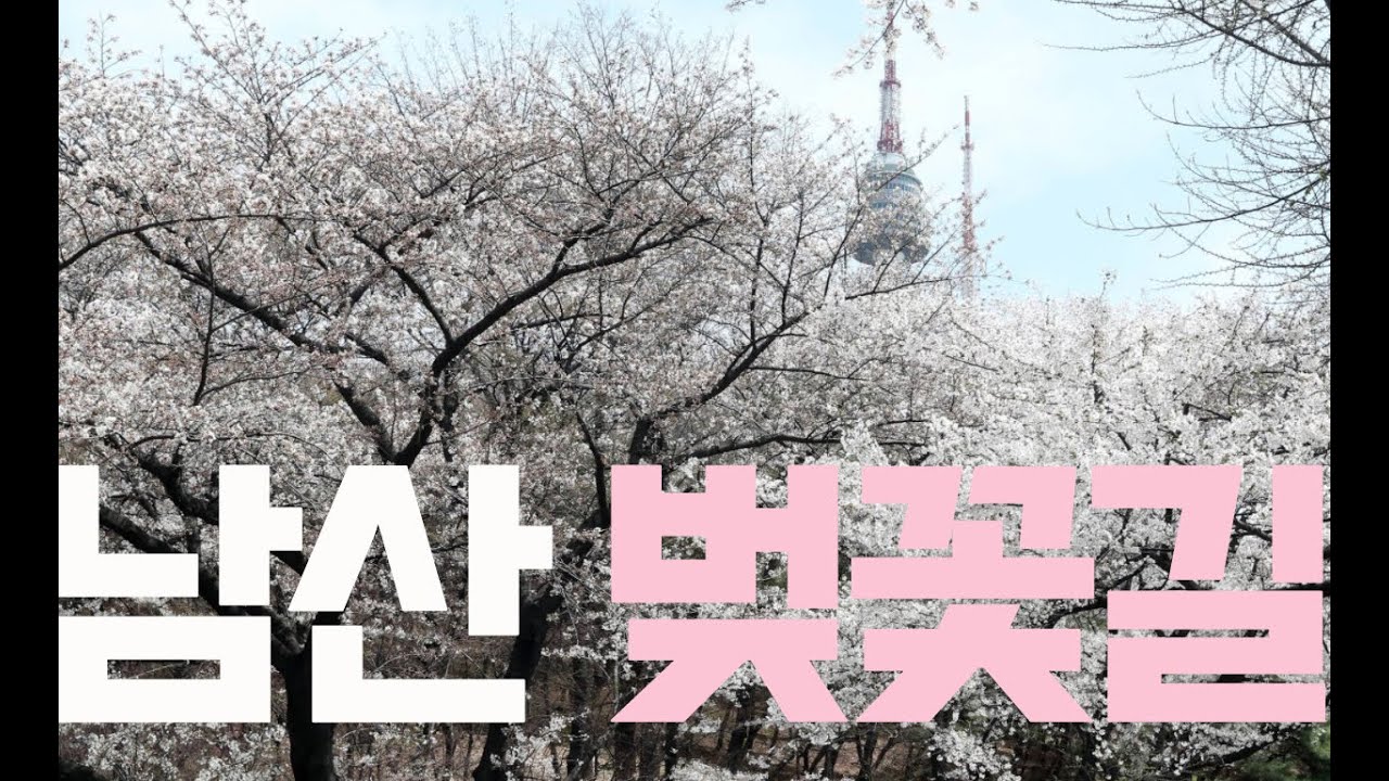 [4K Seoul Walk] 🚶 Namsan Library-Namsan Tower Cherry Blossoms Road 남산도서관-남산타워 벚꽃길 산책 벚꽃놀이