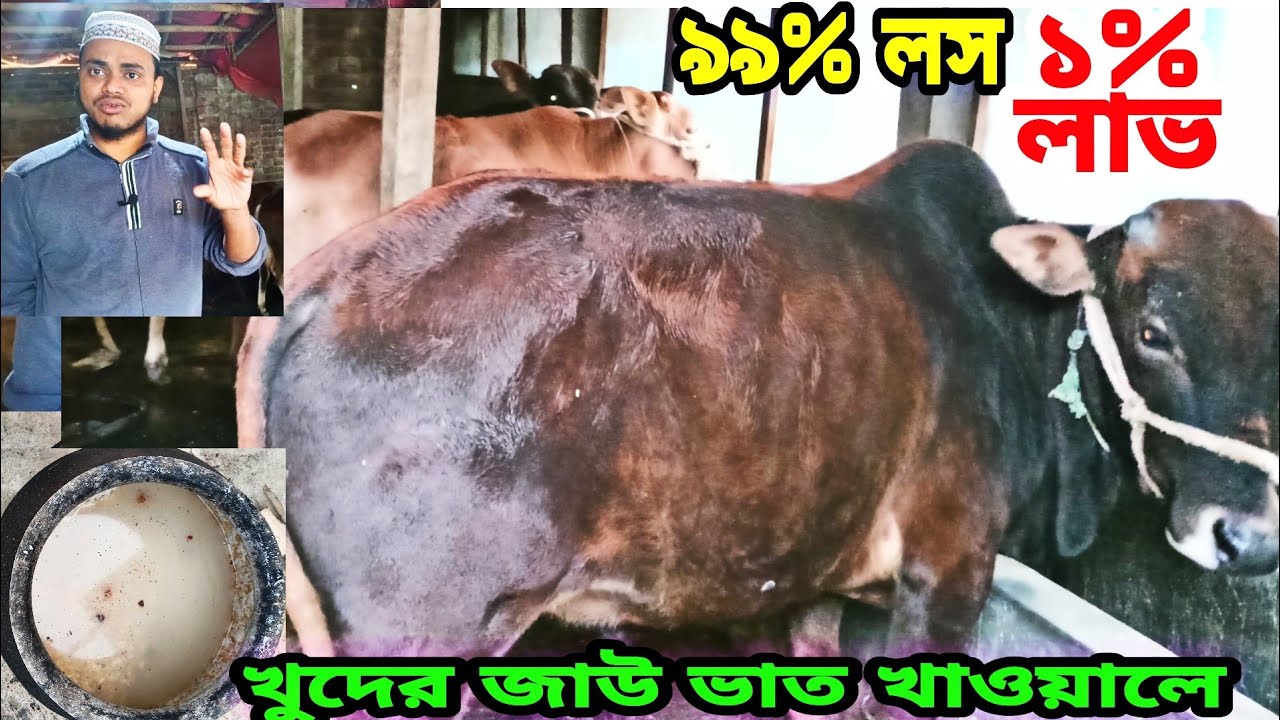 গরুকে খুদের জাউ ভাত, গরুকে খুদের ভাত খাওয়ানো যাবে কি | গরুকে ভাত খাওয়ালে কি হয় | কৃষি প্লাস
