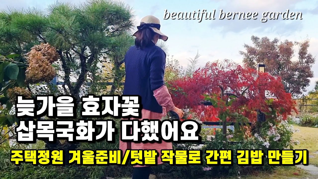 늦가을 효자꽃 삽목 국화가 다했어요/ 주택정원 겨울준비/ 텃밭 작물로 간편 김밥 만들기