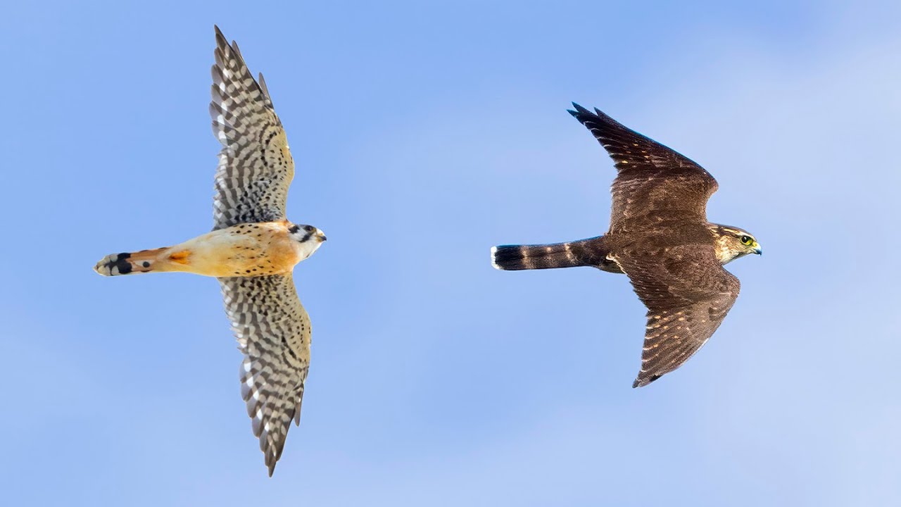 Hawks on the Wing; Comparing American Kestrel vs Merlin