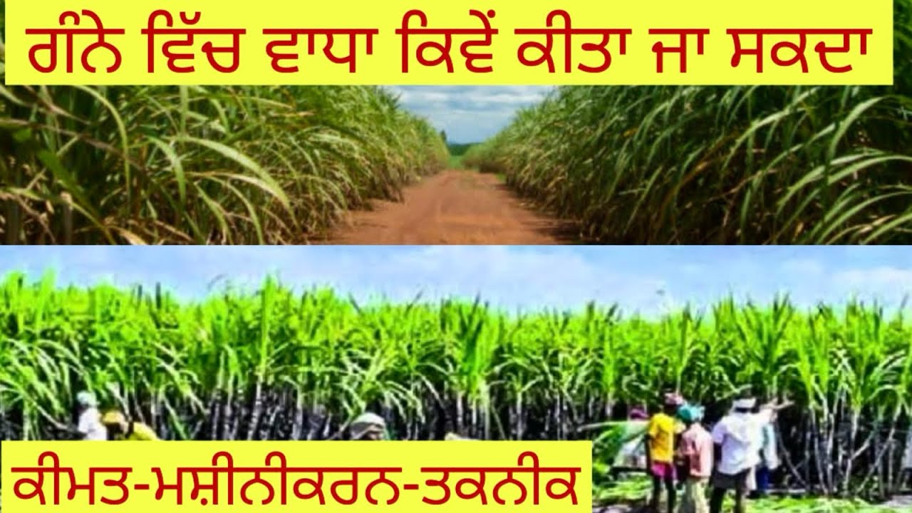 ਗੰਨੇ ਦੇ ਵੱਧ ਝਾੜ ਕਿਵੇ ਲਿਆ ਜਾ ਸਕਦਾ👂ਖੋਲ ✍️