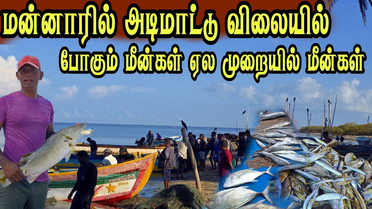 🛑 மன்னாரில் அடிமாட்டு விலையில்  மீன்கள் ஏல முறையில் மீன்கள் விலை நிலவரம்