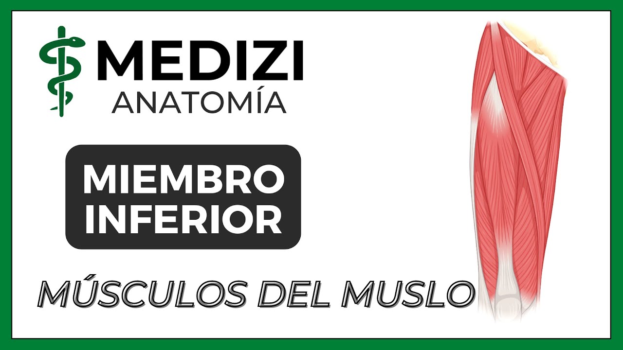 Anatom&iacute;a de Miembro Inferior (MMII) - M&uacute;sculos del Muslo (Cu&aacute;driceps)