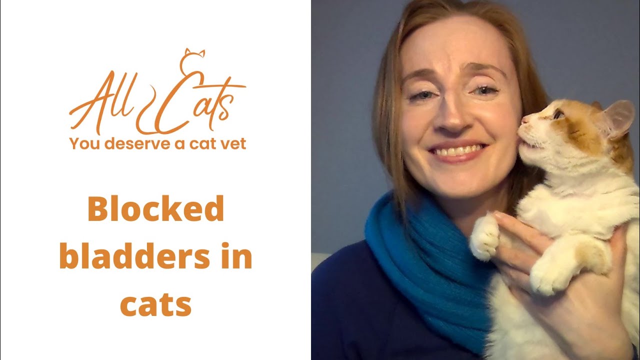 Blocked bladders in cats