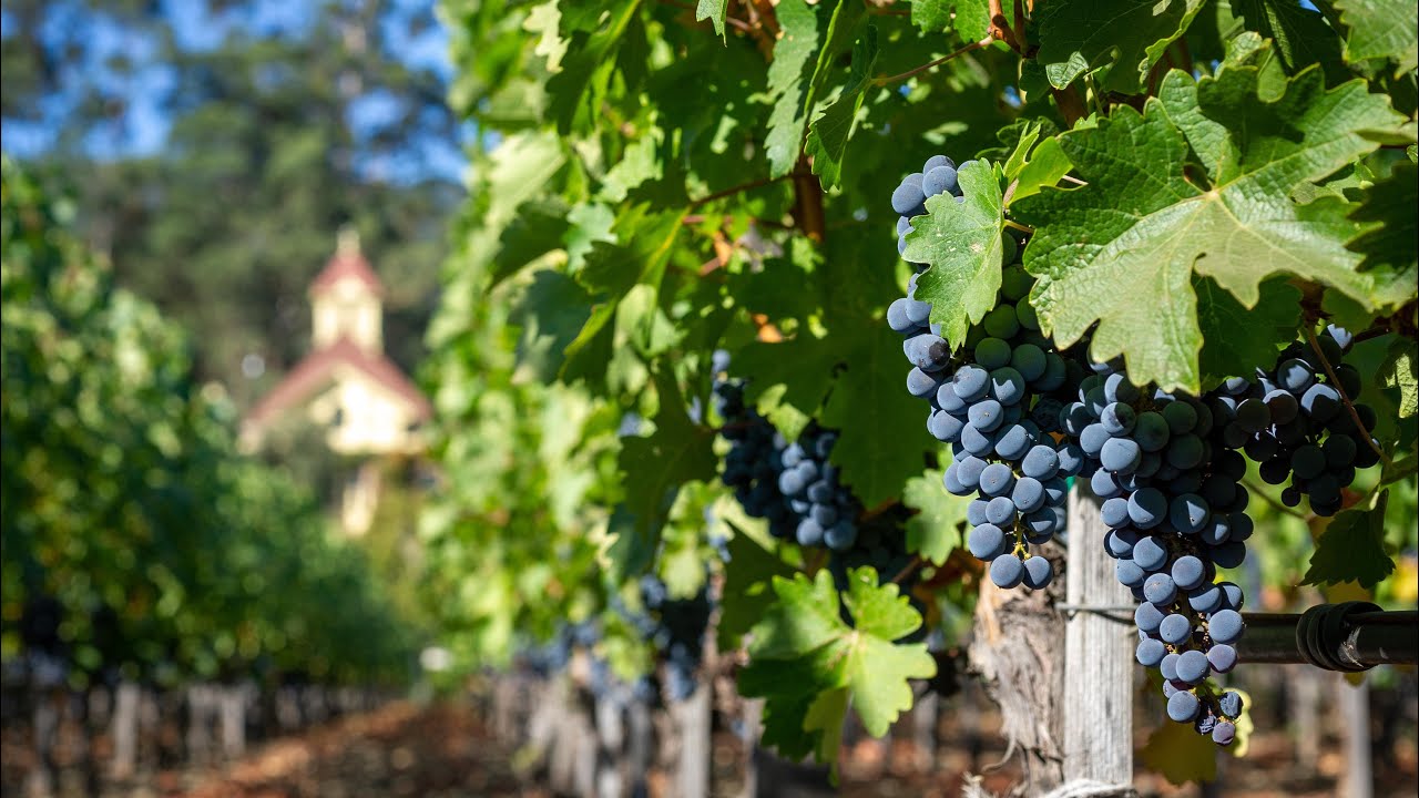 Francis Ford Coppola Shares His Vision For The Vineyards At Inglenook