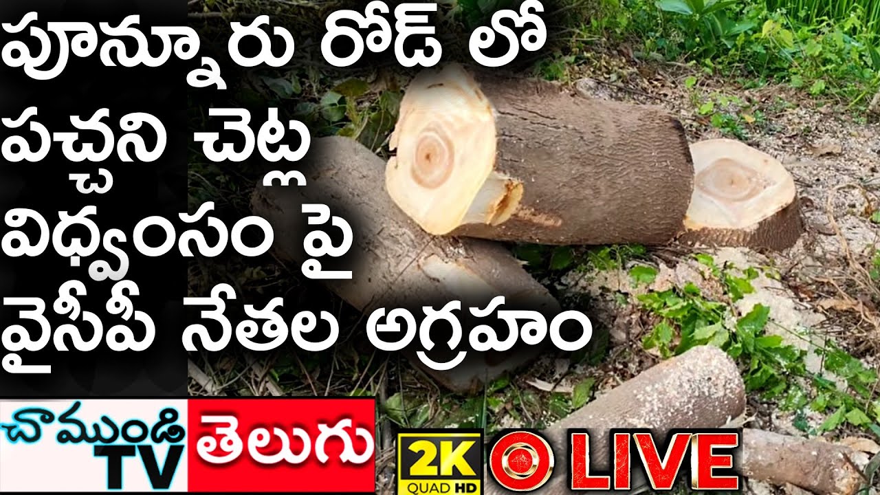 #2KLIVE 🔴 వైసీపీ నేతల ఆగ్రహం.? పూన్నూరు రోడ్డులో చెట్ల తొలగింపు #CHAMUNDITV