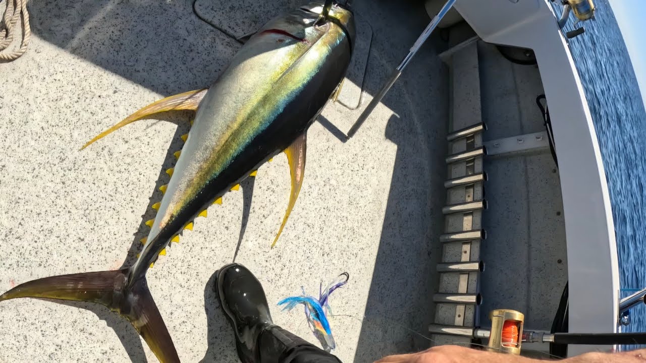 Bermagui Yellowfin Tuna 2025