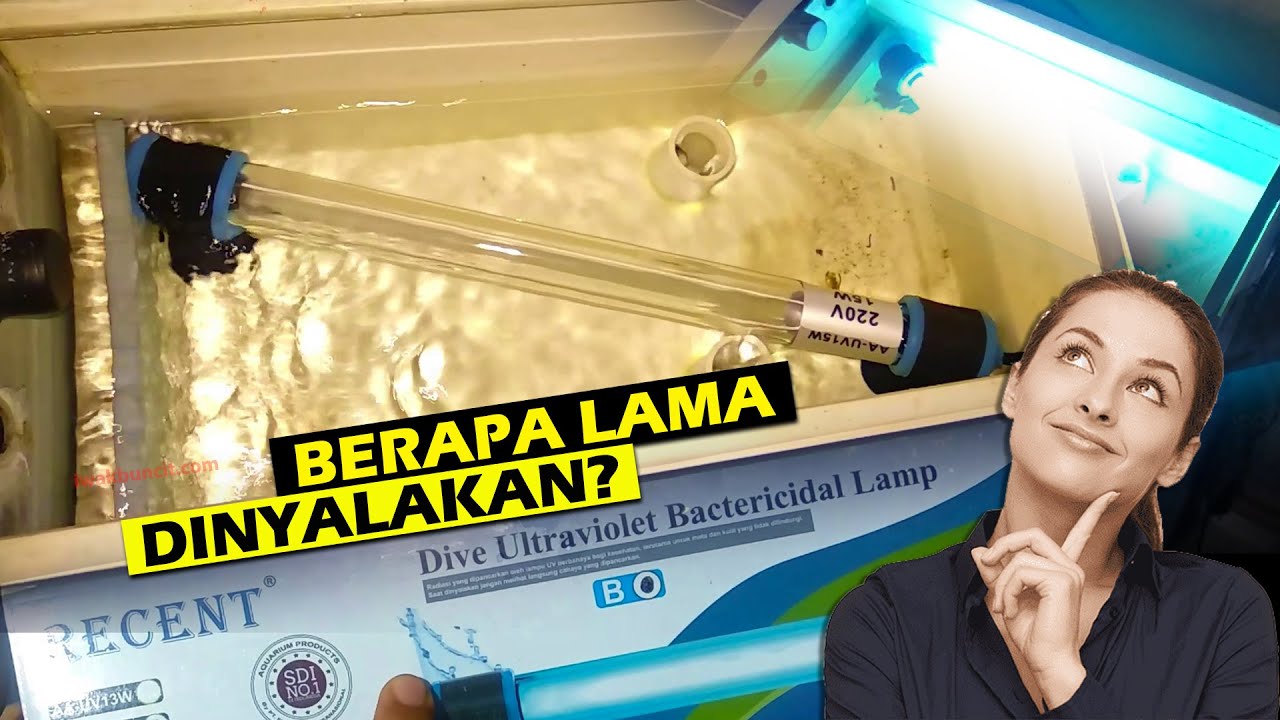Berapa Lama Pemakaian Lampu UV Aquarium yang Tepat dan Efektif Menjernihkan Air Ikan Koki?