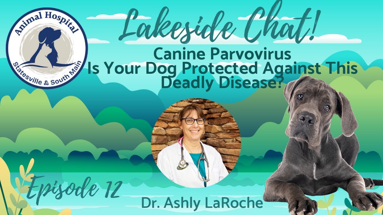 Lakeside Chat 12 Parvovirus