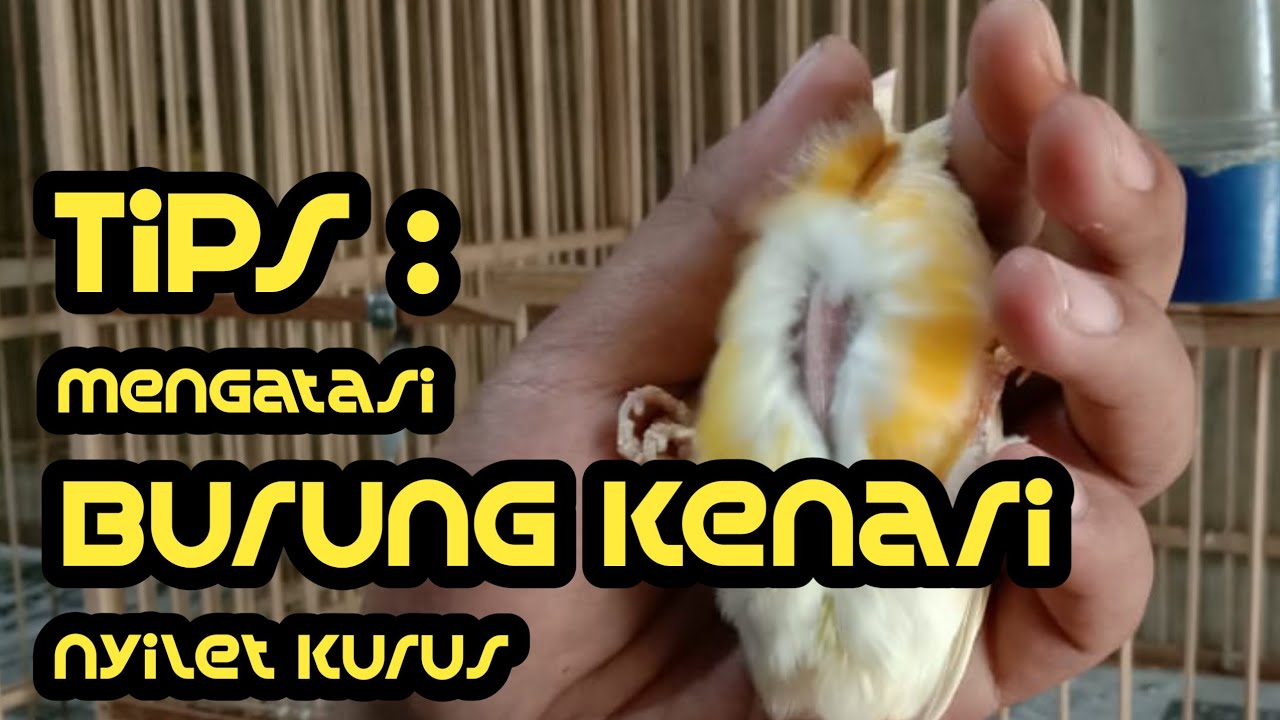 Cara Mengatasi Kenari Nyilet Paling Ampuh