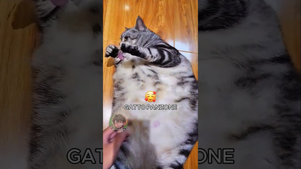 🐱 Gatto panzone (PARTE 2)