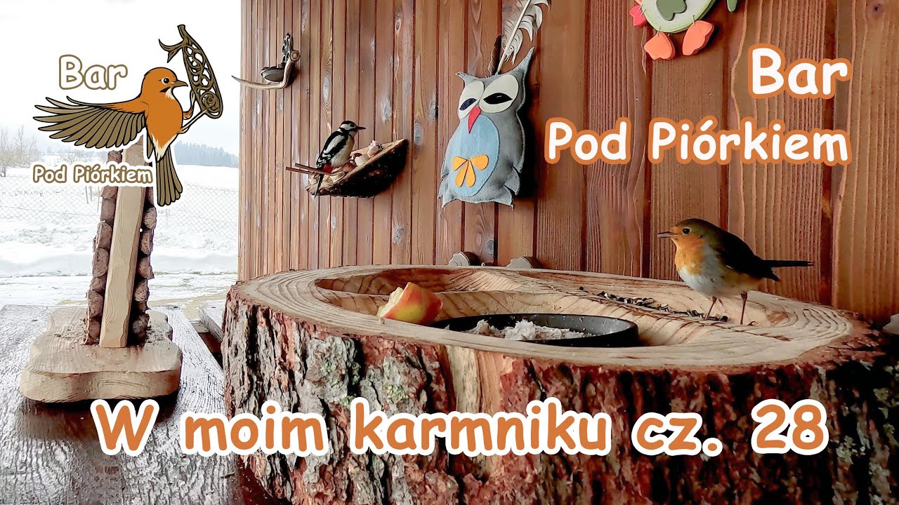 Bar POD PIÓRKIEM - czyli: W moim karmniku cz. 28 #rudzik #ptaki #dzięcioł #birds #karmnik