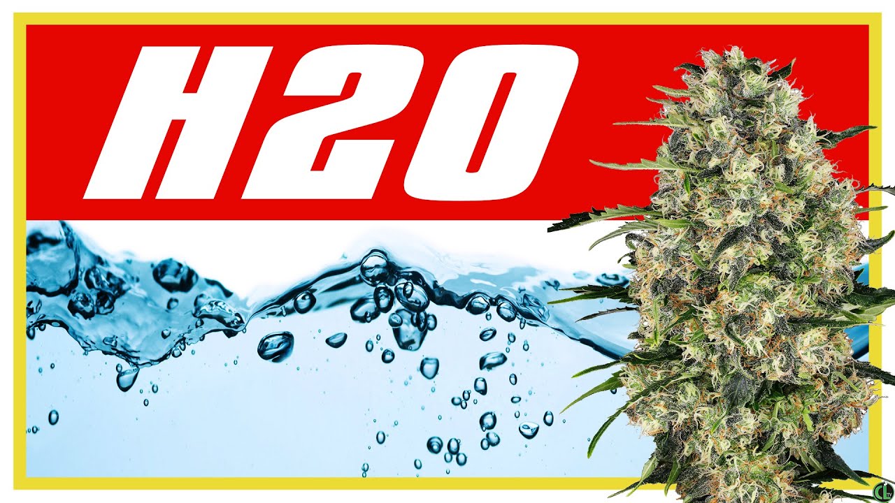 EVERYTHING You Need to Know About WATER FOR CANNABIS PLANTS