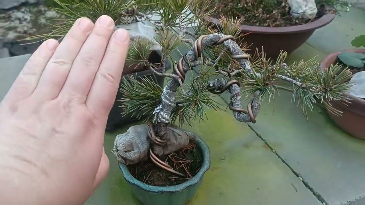 Bonsai making, Yiwu China. Buddhist temple. Fancy 
