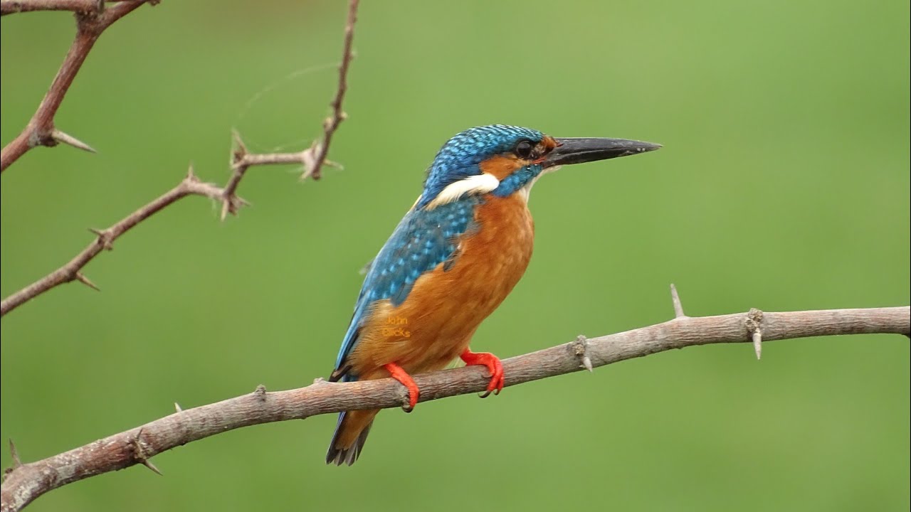 Sony DSC HX400V usage tips in birds photography by Johnbosco Michael