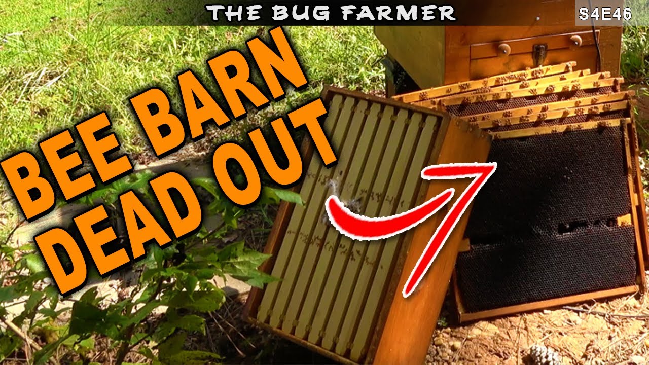My Bee Barns are Weak and Dead!  | I neglected the home bee yard this season. #beekeeping #bees