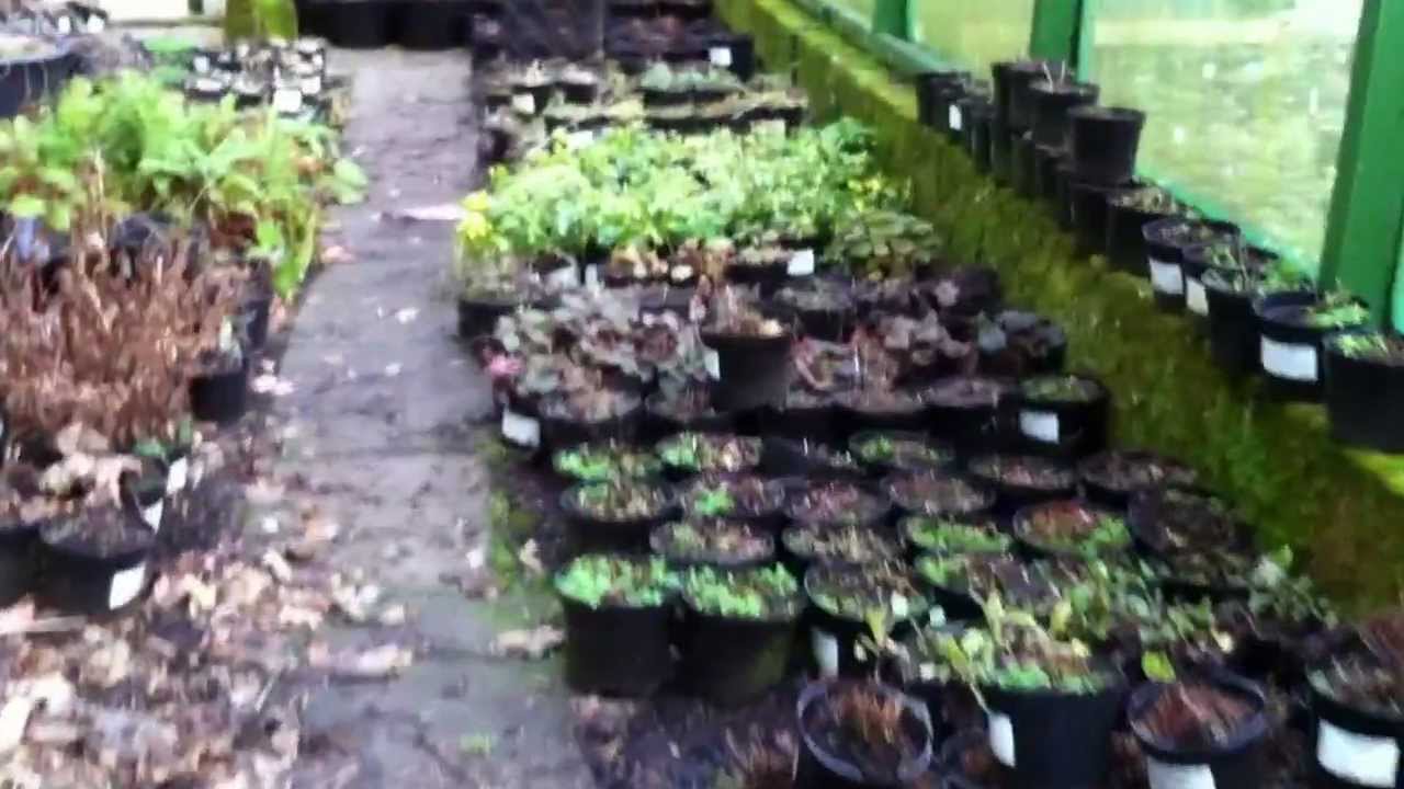 Working on Perennials at Eggleston Hall Gardens