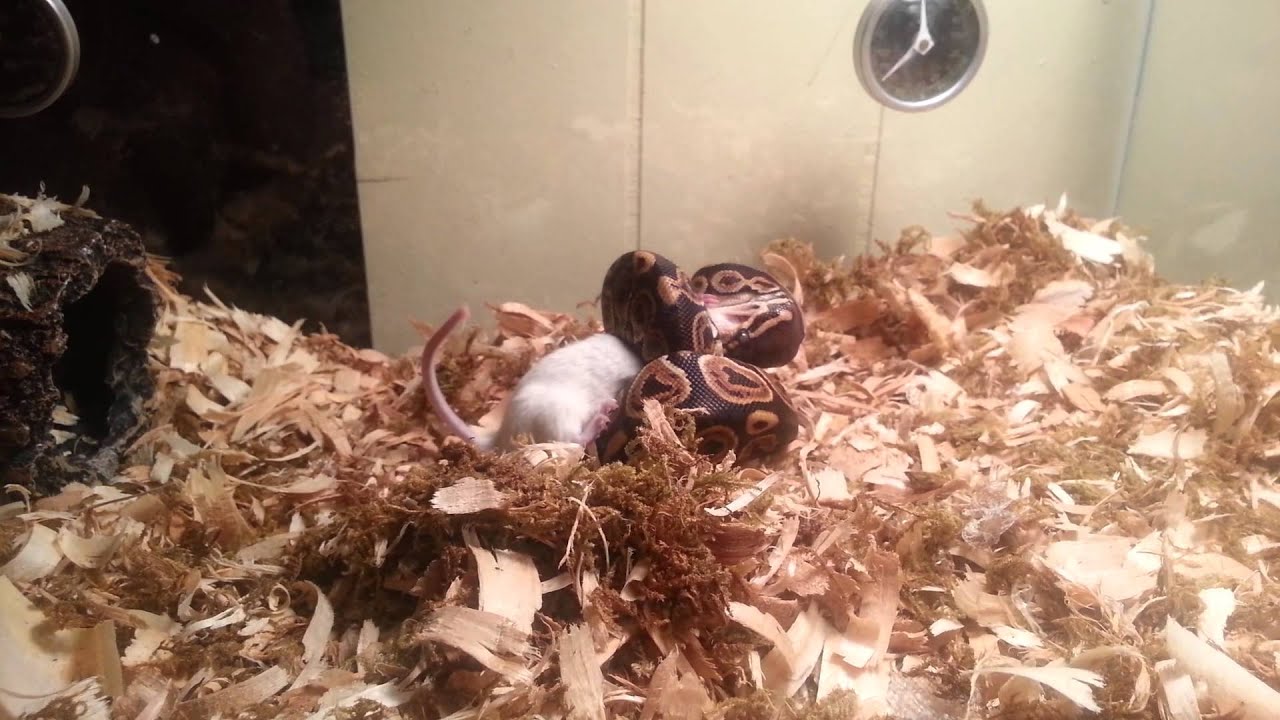 Ball Python Feeding Strike