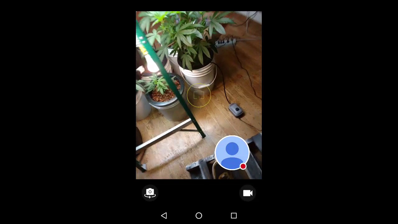 15 dollar per plant hydro set up half pound per plant