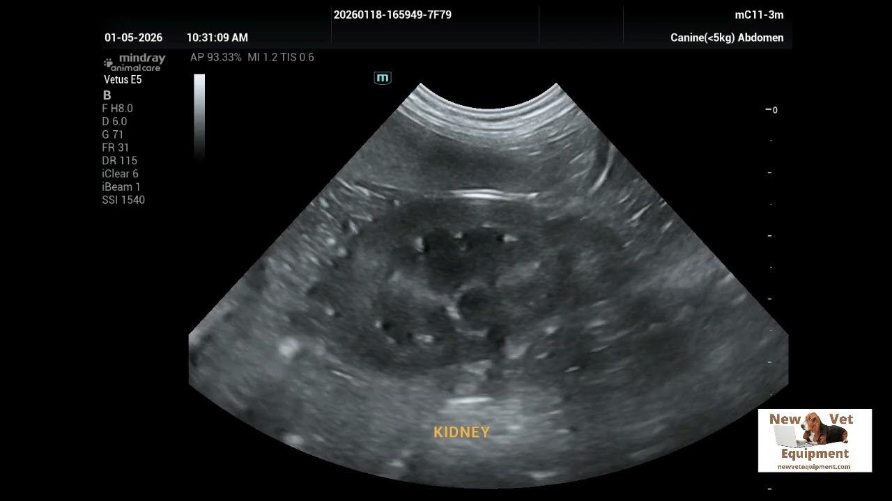 Mindray Vetus E5 Ultrasound Scans