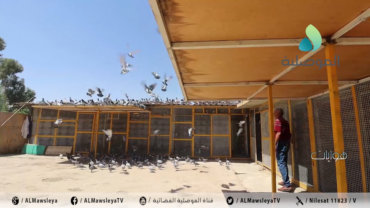 هوايات ـ خيري النجار ـ مربي حمام الزاجل