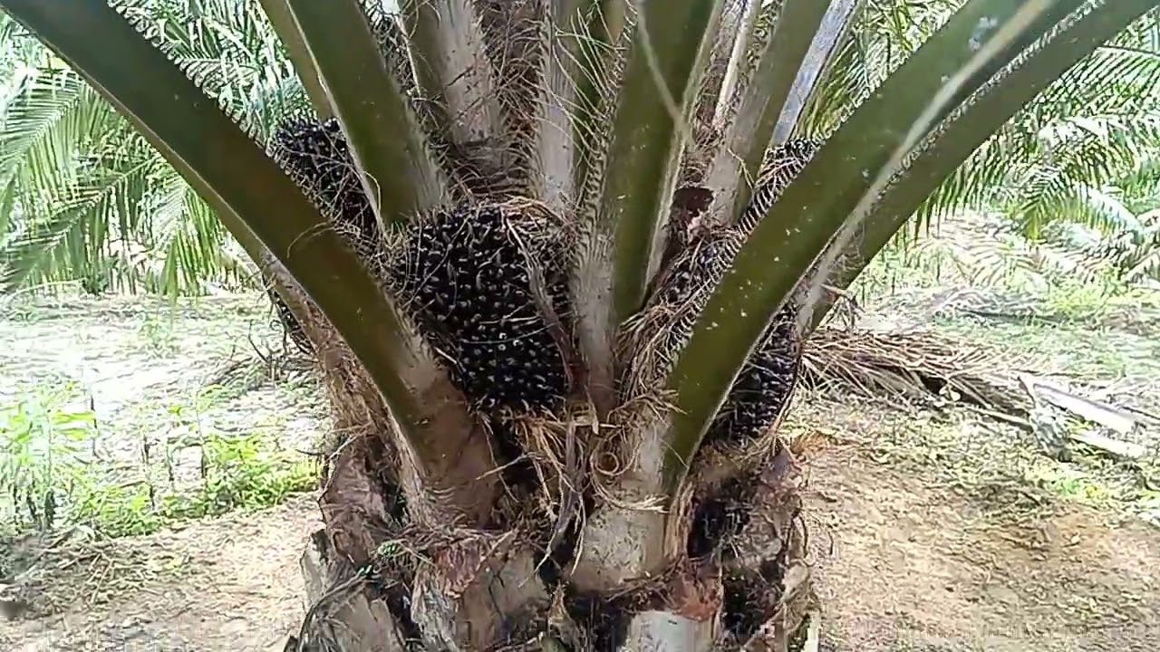 Kelapa sawit unggul jenis ini jarang se kali buah nya kosong andalan saya di musim trek