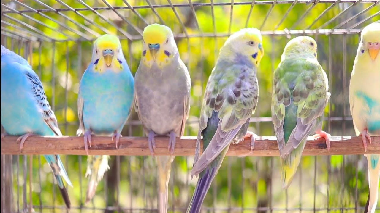 Mango and Chutney 🦜 8 Hours of Happy Budgie Singing & Talking