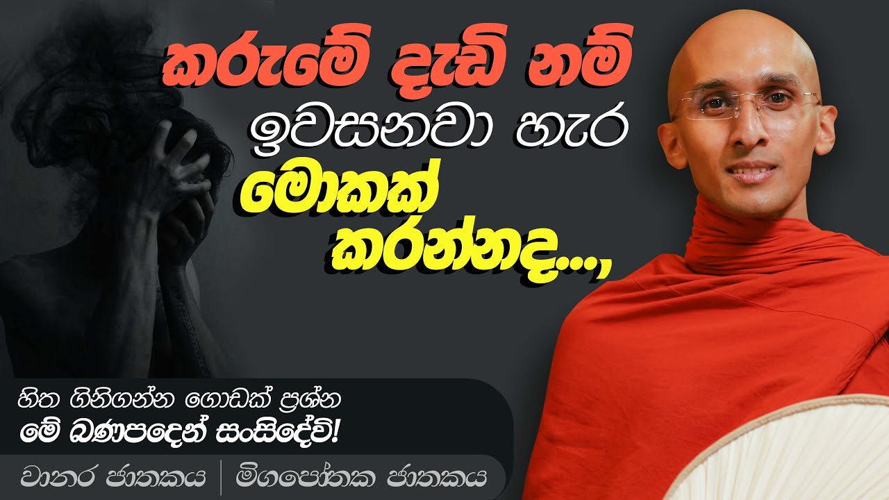 169. කරුමේ දැඩි නම් මොකක් කරන්නද.., | වානර ජාතකය | මිගපෝතක ජාතකය | නුවණ වැඩෙන බෝසත් කථා | 2023-11-10