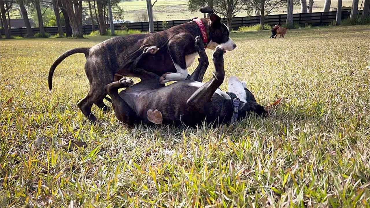 Staffy Sisters From Calm to Chaos