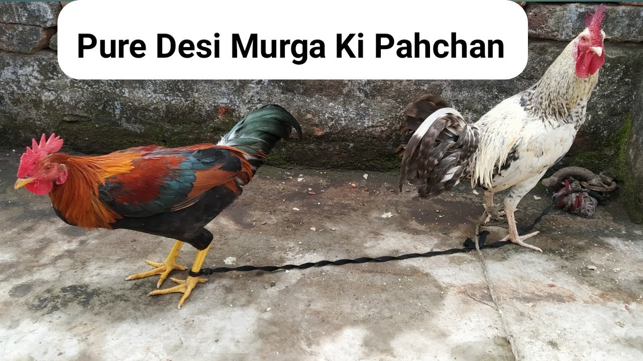 Pure Desi Murga || देशी मुर्गे की पहचान || Aggressive Murga