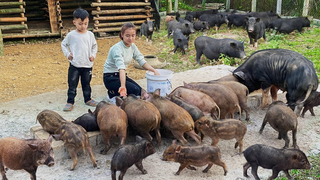 Taking care of wild pigs - Selling chickens with my son at the countryside market - Natural life
