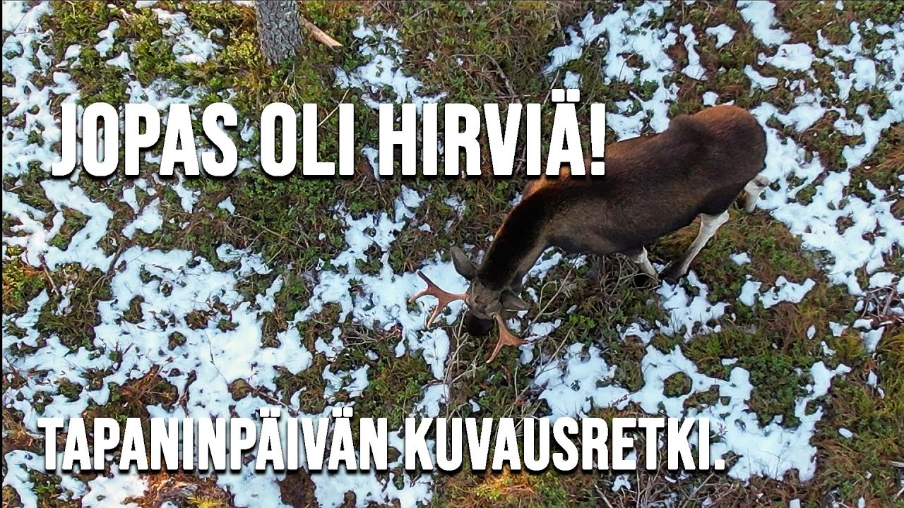 JOHAN OLI HIRVIÄ! Tapaninpäivän hirviseikkailu.