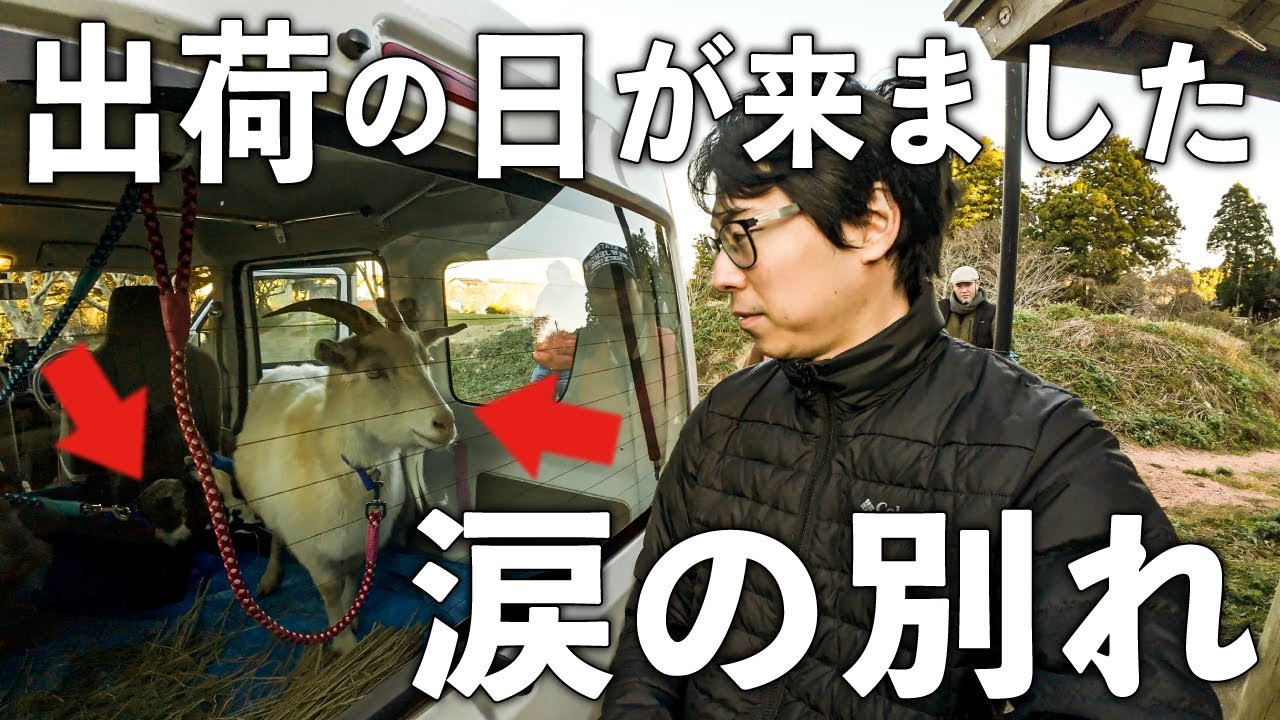 さようなら...。やまひつじ/2頭が出荷されることになりました【涙の別れ】