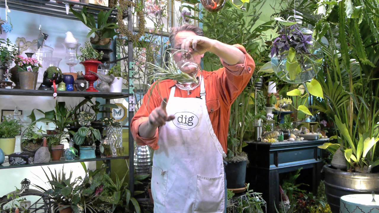 how to hang air plants 3-YouTube sharing