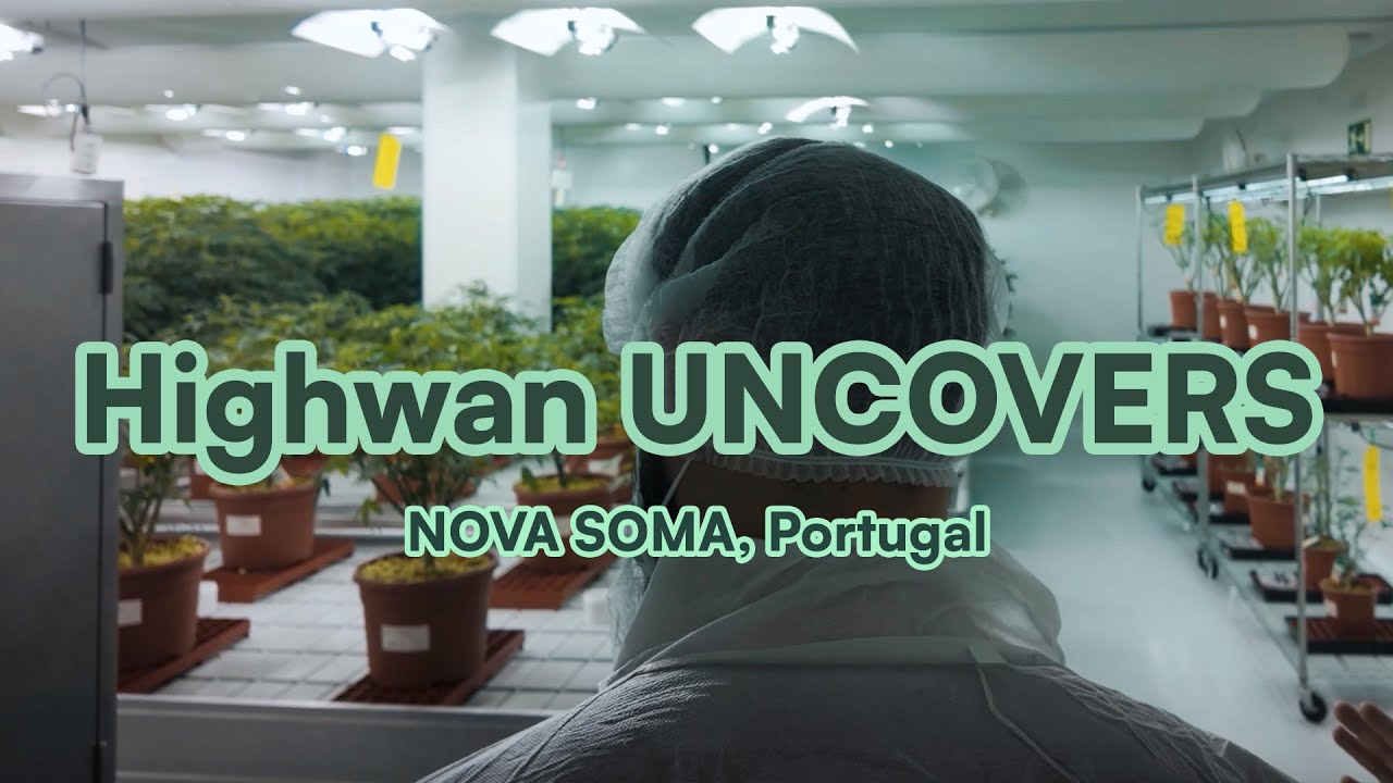 Forschung, Handwerk und Perfektion vereint: Premium-C*annabis bei SOMAÍ | Highwan UNCOVERS