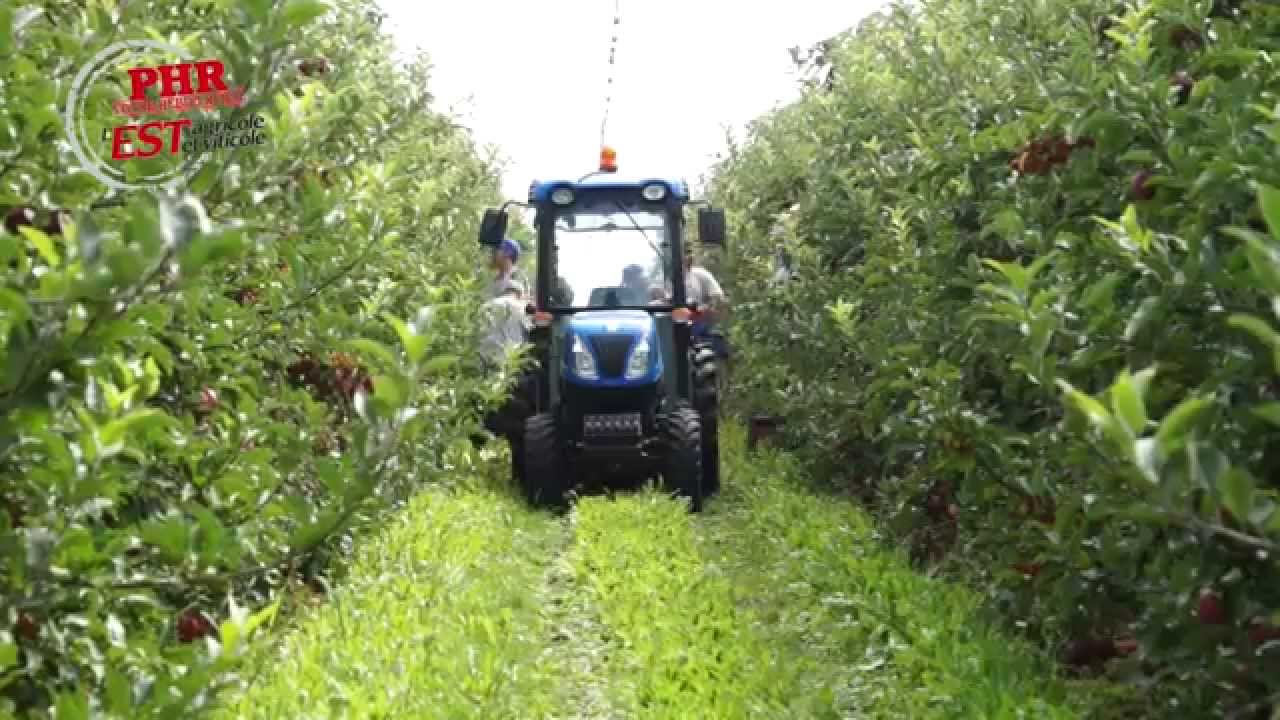 Une année particulière pour la pomme...