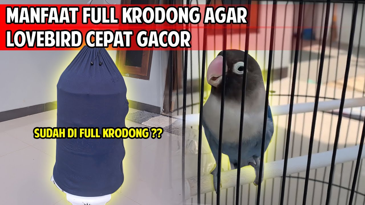 Lovebird susah gacor ? Coba di setting full krodong