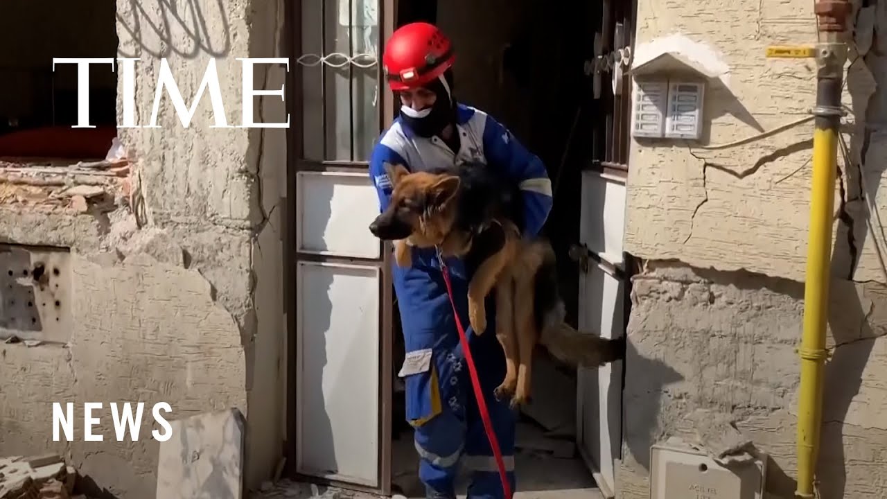 Volunteers from Turkey's Animal Rights Federation Rescue Animals In Antakya
