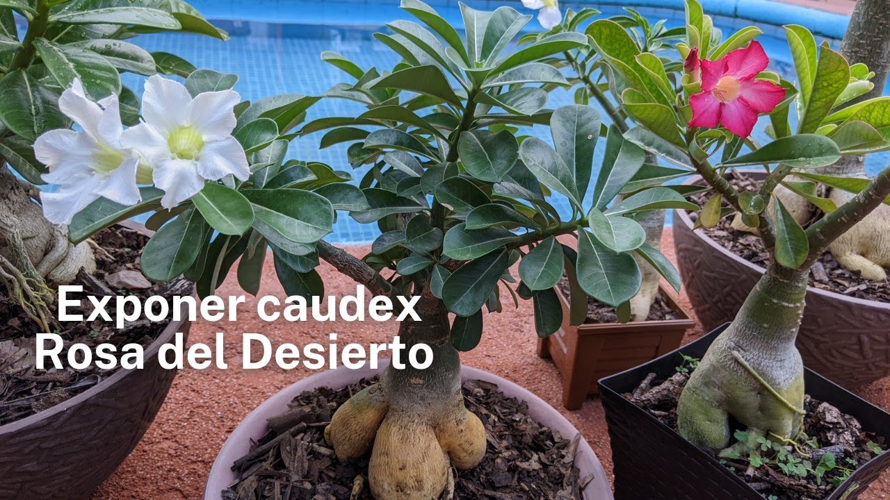 Cómo exponer Caudex en una Rosa del Desierto 🌷 #adeniumobesum