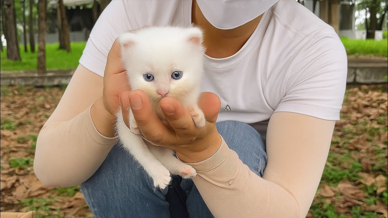 Stray Kitten&rsquo;s Sad Beginning 😢 to Happy Ending 🐾 | Cat Rescue Story