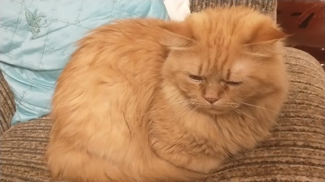 Le meilleur chat, Ginger
