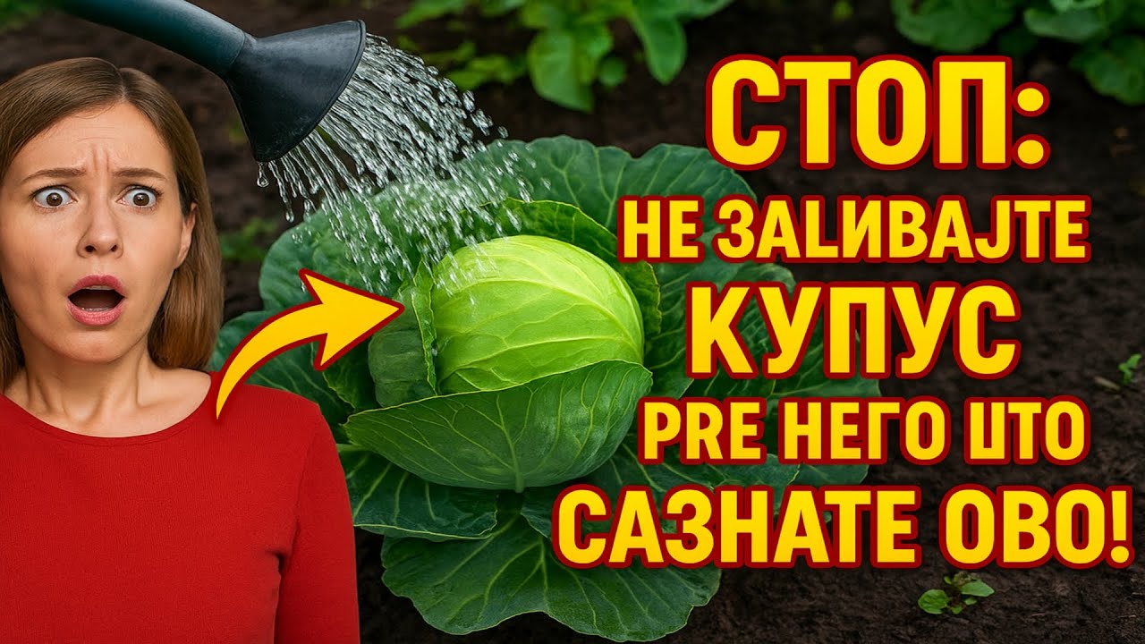 СТОП: Не заливајте купус пре него што сазнате ОВО! (Грешке које уништавају род)