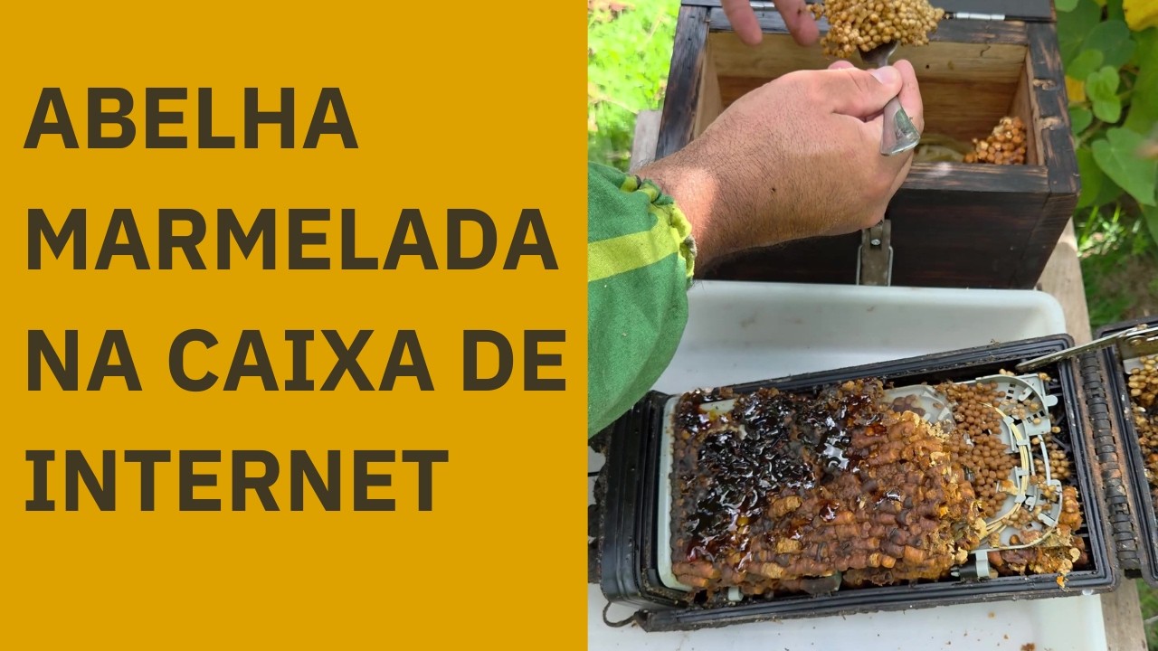 OLHA ONDE ESSA ABELHA ENTROU