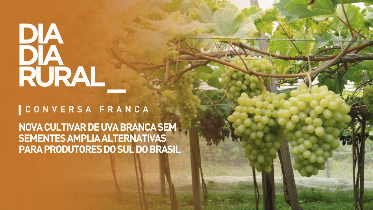 Nova cultivar de uva branca sem sementes amplia alternativas para produtores do sul do Brasil