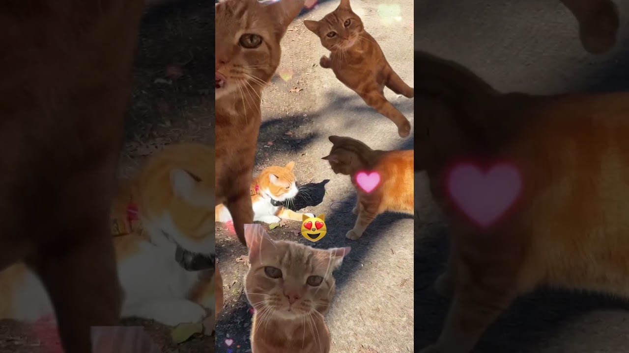 Ros has a New Love 😻