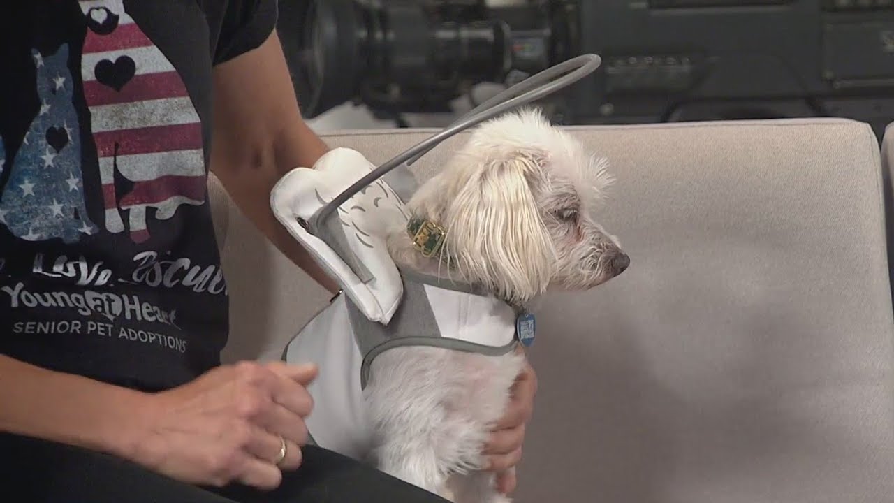 Pet Rescue Spotlight: Young at Heart Senior Pet Adoptions