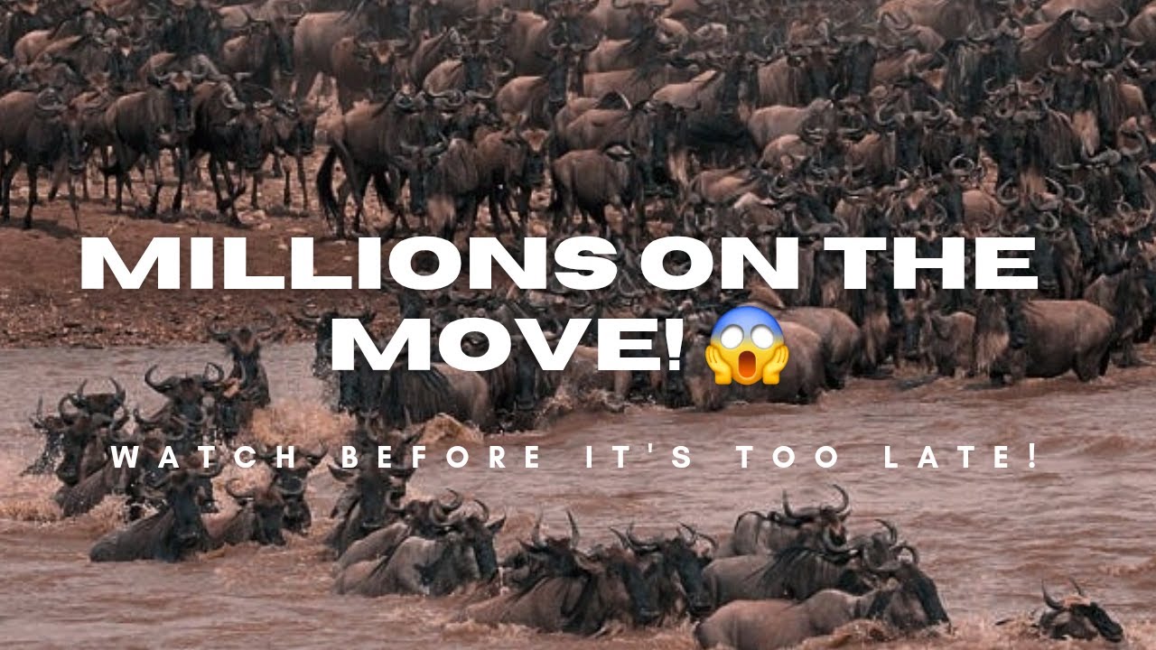 The Great Migration in Serengeti | Masai Mara Migration | A Breathtaking Wildlife Spectacle |